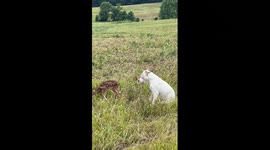 Lone Fawn Bonds With Friendly Dog