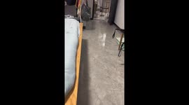 Cat slips and dives under bed after failed jump in Zhejiang, China