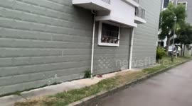 Cats line up in window and meow in harmony in Jiangsu, China