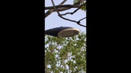 Woodpecker hilariously pecks at a streetlight in Henan, China