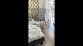 Tall Playpen Doesn't Contain Determined Puppy