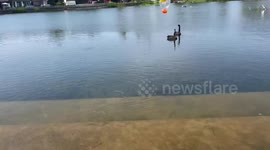 Swan startled by barking dog during bottle fetch in Jiangsu, China