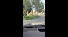 Squirrel blocks road with paws clasped in Xinjiang, China
