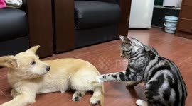 Dog cries and walks away after a few big smacks from cat in Hubei, China