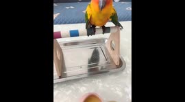 Parrot spills spoonful of liquid before letting go in Liaoning, China