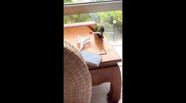 Parrot dances after playing with plastic stick in Liaoning, China