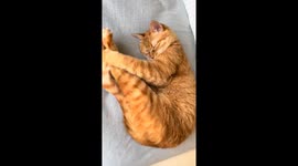 Sleeping cat stretches and curls up in Zhejiang, China