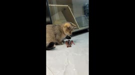 Lobster clamps onto curious cat’s mouth during play in Zhejiang, China