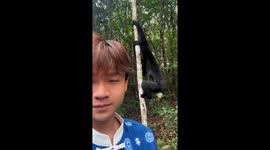 Gibbon monkey climbs and howls on tourist shoulder in Pu'er, China