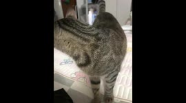 Cat rapidly shakes head before walking away in Guangdong, China