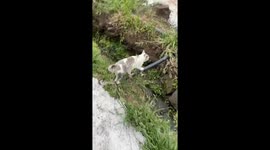 Cat falls into brook while crossing pipe in Guizhou, China