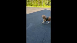 Golden Doesn't Like When the Grass Is Wet