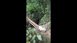 Dog’s challenging nature journey to a waterfall in Maracay, Venezuela