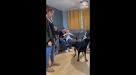 Dog entertains baby with playful antics in Kent, England, UK
