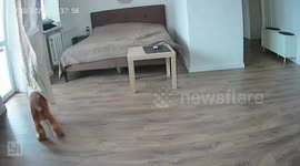 Dog hilariously wrestles with curtain in Baranovichi, Belarus