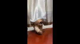 Puppy baffled by head stuck under curtains