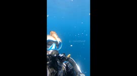 Whale Shark Escorts Fish Friends