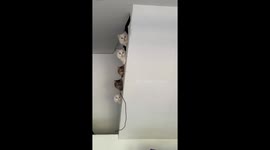 Five kittens make a picture perfect pose as they peer out from wall