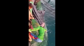 Fishermen release whale shark caught in their net