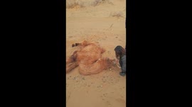 Tourist gives water to parched camel perishing in Chinese desert