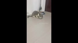 Stray cat doppelganger confuses pet owner in China