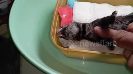 Kind walker revives injured wild cat in the Philippines
