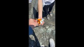 Cheeto for Our Lady Raccoon