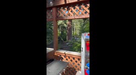 Dog Trees a Bear in Lake Tahoe Backyard
