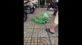 Dog in homemade raincoat during Vietnam monsoon