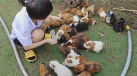 Adorable little boy feeds guinea pigs in farm