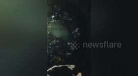 India: Social organisation rescued a cow fallen into a well in Shahdol, Northern India