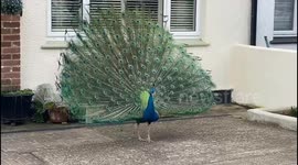 Village overrun with colony of escaped peacocks - that attack cars