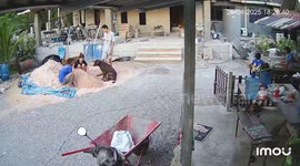 Dog joins sand game with owner in Chonburi, Thailand