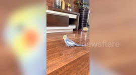 Cockatiel can whistle