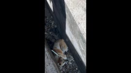 Stray dog stuck under bridge rescued in Thailand