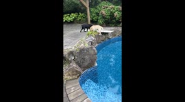 Cute Recovery After Slipping Into Pool