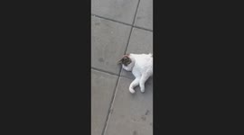 Overwhelmed by the Summer Heat, This Street Cat Just Wants to Nap – Even a Friendly Pat Doesn’t Wake It