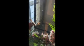 Baby Opossums Eating Crickets