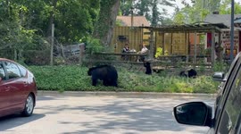 Mama Bear and Her Cubs