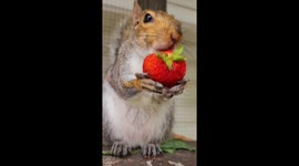 Eastern Gray Squirrel Eats a Strawberry