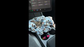 Tiny Kitten Sleeps In Car's Storage Compartment