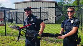 Gulfport Police Remove Alligator Found Near Local School