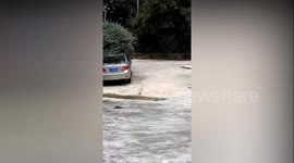 Boy saved from terrifying face-to-face with deadly cobra