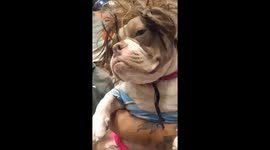 Pet American Bully shows off boho drifter outfit at contest