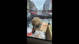 Monkeys rummage through cargo in the back of truck