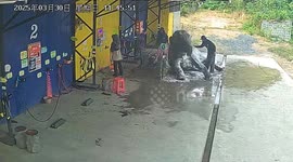 Elephant enjoys a soapy shower in hand car wash in Thailand
