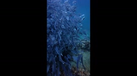 Freediver swims through school of hundreds of fish