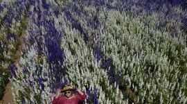 Beautiful confetti fields burst into colour as summer flowers bloom early