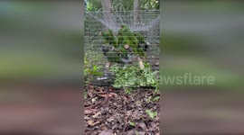 Parrots rescued from wildlife trafficking ring are released in Guatemala