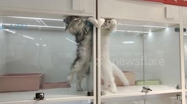 Cats swipe at each other through gap at the top of glass door